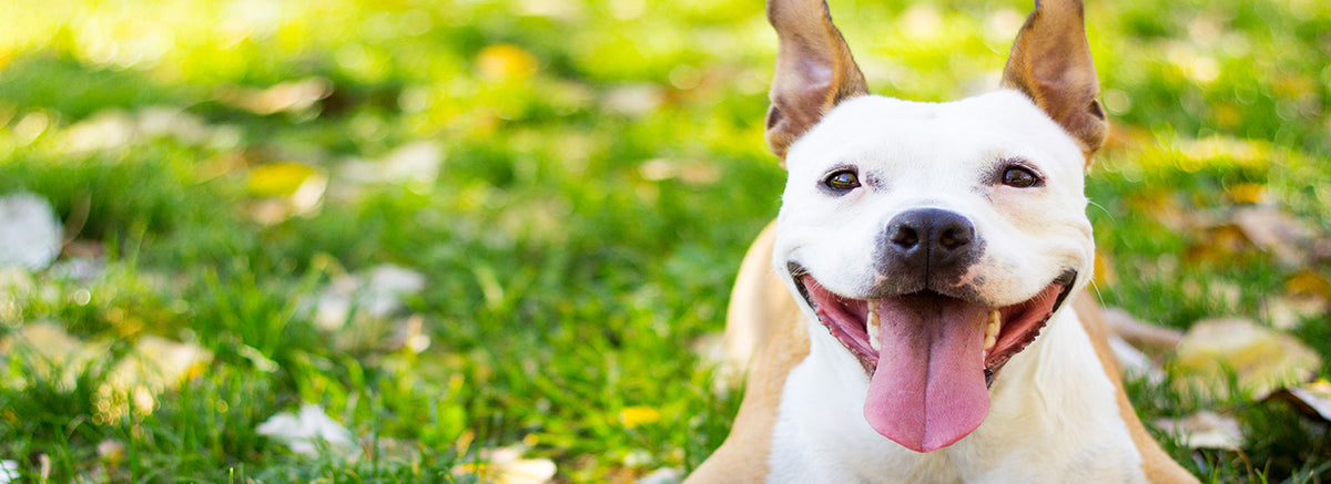 ‘Ilio Dentals™ Launches New Teeth Treat™ forDogs