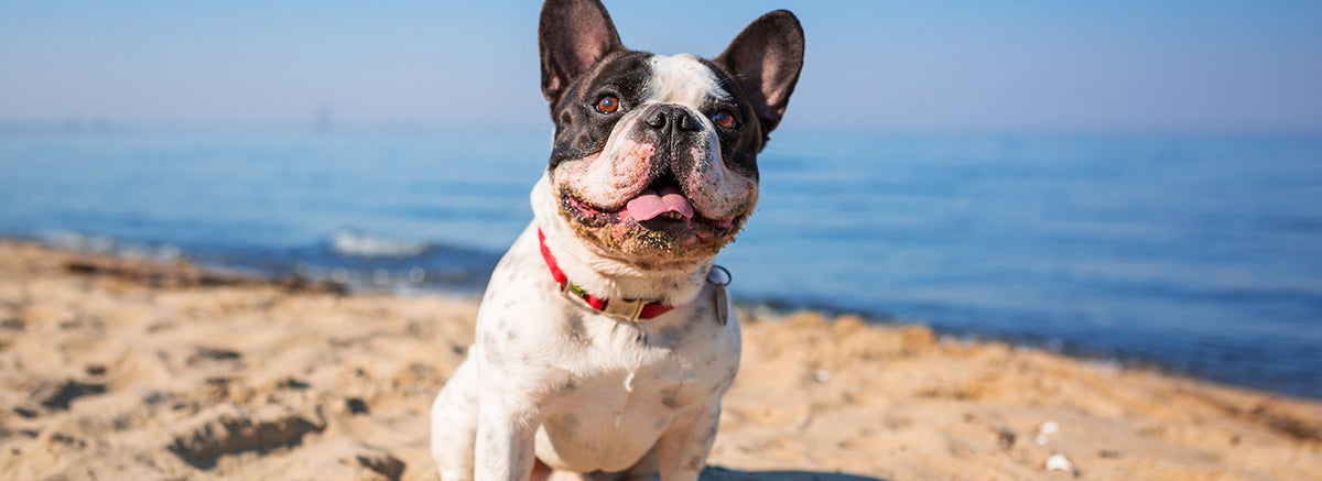 ‘Ilio Dentals™ Introduces Teeth Treat™ for Dogs, Made In U.S.A.